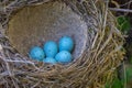 Bird eggs in the nest Royalty Free Stock Photo