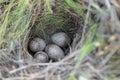 Bird eggs in a nest