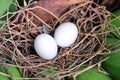 Bird eggs in the nest Royalty Free Stock Photo