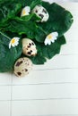 Bird eggs on notebook Royalty Free Stock Photo