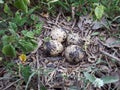 Bird Eggs Royalty Free Stock Photo