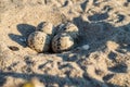 Bird eggs on the sea sand. A seagull laid eggs. Sea gull`s nest. Spotted bird eggs on the shore