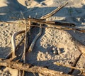 Bird eggs on the sea sand. A seagull laid eggs. Sea gull`s nest. Spotted bird eggs on the shore Royalty Free Stock Photo