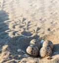 Bird eggs on the sea sand. A seagull laid eggs. Sea gull`s nest. Spotted bird eggs on the shore Royalty Free Stock Photo