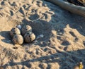 Bird eggs on the sea sand. A seagull laid eggs. Sea gull`s nest. Spotted bird eggs on the shore Royalty Free Stock Photo