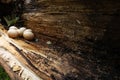 Bird eggs sit in hollowed out tree branch following storm Royalty Free Stock Photo