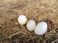 Bird Eggs Royalty Free Stock Photo