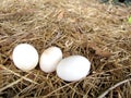 Bird Eggs Royalty Free Stock Photo