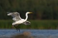 Bird Egretta alba Great Egret white bird on dark black background Royalty Free Stock Photo