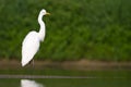 Bird Egretta alba Great Egret white bird on dark black background Royalty Free Stock Photo