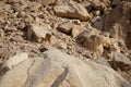 Oenanthe melanura bird on a rock. The blackstart, Oenanthe melanura, is a chat found in desert regions. Dahab, Egypt Royalty Free Stock Photo