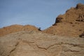 Oenanthe melanura bird on a rock. The blackstart, Oenanthe melanura, is a chat found in desert regions. Dahab, Egypt Royalty Free Stock Photo