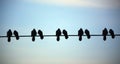 Silhouette of Bird on the electric wire cable on Blue background