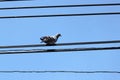 Bird on electric wire Royalty Free Stock Photo