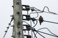 Bird and Eletricity line and electricity post