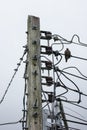 Bird and Eletricity line and electricity post