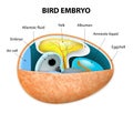 Bird embryo