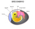 Bird embryo