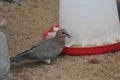 Bird in Emirates zoo abudhabi United Arab Emirates Royalty Free Stock Photo