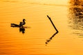 Bird enjoying sunset on lake