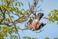 Bird entagled in fishing line on tree
