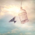 Bird escaping from the cage Royalty Free Stock Photo