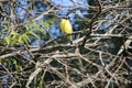 Bird Royalty Free Stock Photo