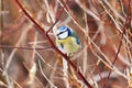 Bird - Eurasian Blue Tit  Cyanistes caeruleus  sitting on a branch of a tree. Royalty Free Stock Photo