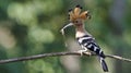 Bird, Eurasian Hoopoe or Common Hoopoe Upupa epops Royalty Free Stock Photo