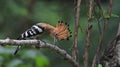 Bird, Eurasian Hoopoe or Common Hoopoe Upupa epops Royalty Free Stock Photo