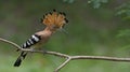 Bird, Eurasian Hoopoe or Common Hoopoe Upupa epops Royalty Free Stock Photo