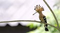 Bird, Eurasian Hoopoe or Common Hoopoe Upupa epops Royalty Free Stock Photo