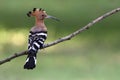 Bird, Eurasian Hoopoe or Common Hoopoe Upupa epops Royalty Free Stock Photo