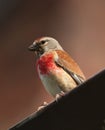 Bird - Eurasian Linnet Royalty Free Stock Photo