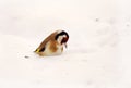 Bird European goldfinch - Carduelis carduelis