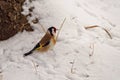 Bird European goldfinch - Carduelis carduelis, nature details