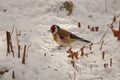Bird European goldfinch - Carduelis carduelis, nature details, season specific