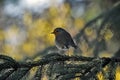 Bird-European Robin on branches