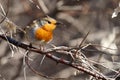 Bird - European Robin Erithacus rubecula sitting on a branch of a bush sunny spring morning.