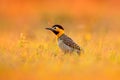 Bird, evening light in meadow. Brazil woodpecker. Campo Flicker, Colaptes campestris, exotic woodpecker in the nature habitat, bir