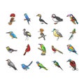 bird exotic animal nature wild icons set vector