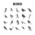 bird exotic animal nature wild icons set vector