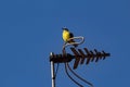 A Bird On An External TV Antenna With Blue Sky.