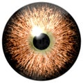 Bird eye. Animal eye with purple colored iris, detail view into eye bulb