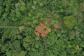 Bird eye view of a large ceibo tree the is flowering red alongside a small road in the tropical rainforest of South America Royalty Free Stock Photo