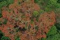 Bird eye view of a large ceibo tree the is flowering red in the tropical rainforest of South America Royalty Free Stock Photo