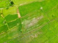 Bird eye view rice field at Thailand