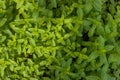 Dense patch of healthy mint leaves