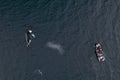 Bird eye view of swimming whale and speedboat with tourists Royalty Free Stock Photo