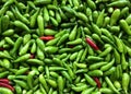 bird eye chillies Royalty Free Stock Photo